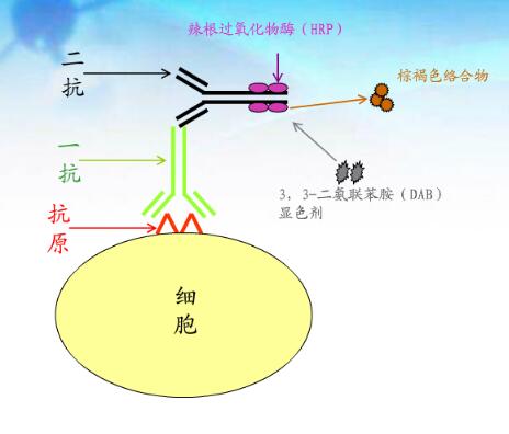 QQ截圖20180630080419.jpg